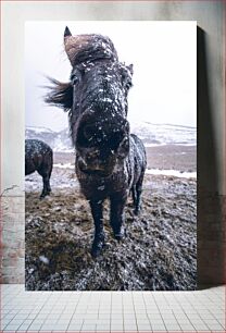 Πίνακας, Snowy Horse Close-Up Κοντινό πλάνο Snowy Horse