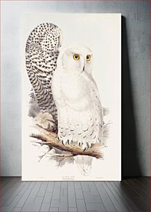Πίνακας, Snowy Owl (ca. 1832–1837) , by John Gould, Edward Lear and Charles Joseph Hullmandel