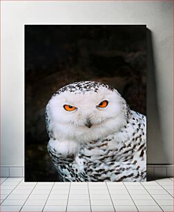 Πίνακας, Snowy Owl Close-Up Κοντινό πλάνο Snowy Owl