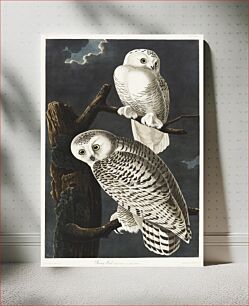 Πίνακας, Snowy Owl from Birds of America (1827) by John James Audubon, etched by William Home Lizars