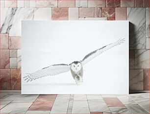 Πίνακας, Snowy Owl in Flight Χιονισμένη κουκουβάγια σε πτήση