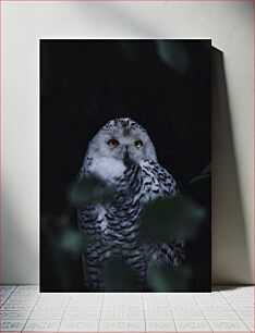 Πίνακας, Snowy Owl in the Dark Snowy Owl in the Dark