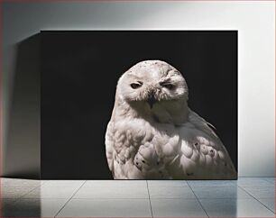 Πίνακας, Snowy Owl in the Dark Snowy Owl in the Dark