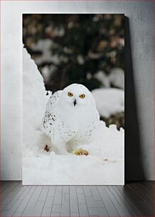 Πίνακας, Snowy Owl in Winter Χιονισμένη κουκουβάγια τον χειμώνα