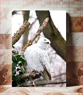 Πίνακας, Snowy Owl on a Branch Χιονισμένη κουκουβάγια σε ένα κλαδί