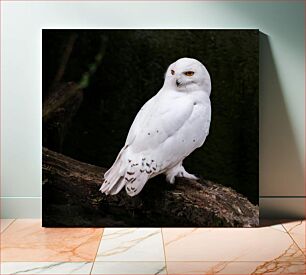 Πίνακας, Snowy Owl on a Branch Χιονισμένη κουκουβάγια σε ένα κλαδί