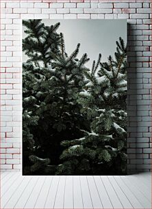 Πίνακας, Snowy Pine Trees Χιονισμένα πεύκα
