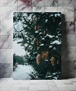 Πίνακας, Snowy Pinecones on Evergreen Tree Χιονισμένα κουκουνάρια σε αειθαλές δέντρο