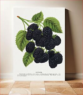 Πίνακας, Snyder Blackberry lithograph from Botanical Specimen published by Rochester Lithographing and Printing Company