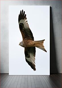 Πίνακας, Soaring Eagle in Flight Πετώντας αετός