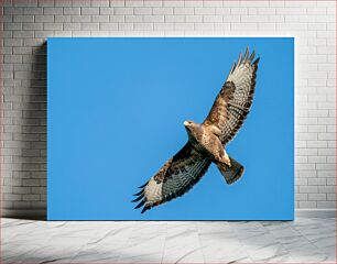 Πίνακας, Soaring Hawk in Blue Sky Πετώντας γεράκι στον γαλάζιο του ουρανού