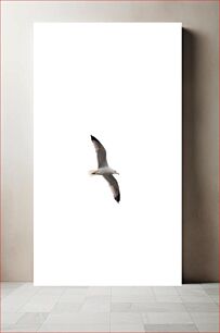 Πίνακας, Soaring Seagull in Flight Ο Γλάρος στα ύψη κατά την πτήση