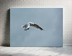 Πίνακας, Soaring Seagull Γλάρος στα ύψη