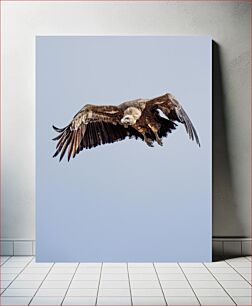 Πίνακας, Soaring Vulture Πετώντας Γύπας