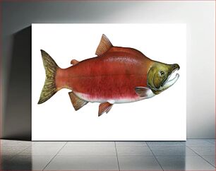 Πίνακας, Sockeye salmon (Oncorhynchus nerka) from the Northern Pacific Ocean