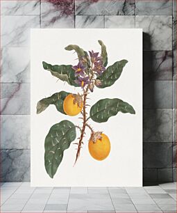 Πίνακας, Solanum incanum L. (Wild Egg Plant): finished drawing (1737–1770), vintage illustration by Luigi Balugani