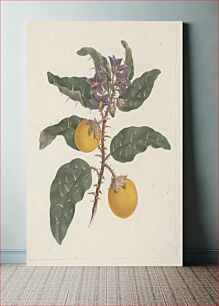Πίνακας, Solanum incanum L. (Wild Egg Plant): finished drawing by Luigi Balugani
