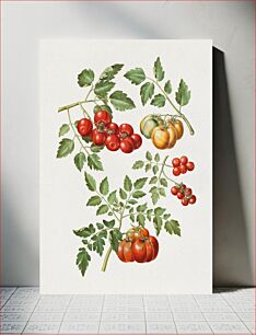 Πίνακας, Solanum lycopersicum L. (common tomato) by Maria Sibylla Merian