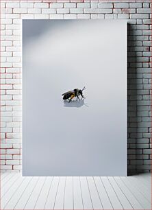 Πίνακας, Solitary Bee on Smooth Surface Μοναχική μέλισσα σε λεία επιφάνεια