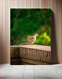 Πίνακας, Solitary Dove on Brick Wall Μοναχικό περιστέρι σε τοίχο από τούβλα