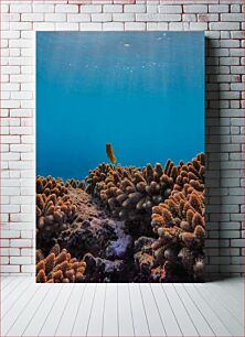 Πίνακας, Solitary Fish in Coral Reef Μοναχικά ψάρια στον Κοραλλιογενή Ύφαλο