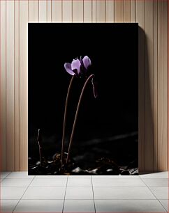 Πίνακας, Solitary Flower in Darkness Μοναχικό λουλούδι στο σκοτάδι