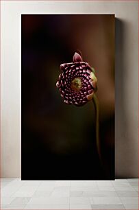 Πίνακας, Solitary Flower in Focus Μοναχικό λουλούδι στο επίκεντρο