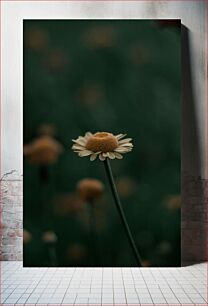 Πίνακας, Solitary Flower in Focus Μοναχικό λουλούδι στο επίκεντρο