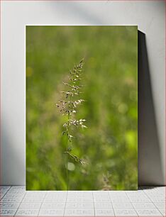 Πίνακας, Solitary Grass Stem Μοναχικό στέλεχος χόρτου