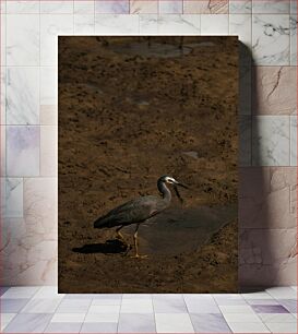 Πίνακας, Solitary Heron in Mudflat Μοναχικός ερωδιός στο Mudflat