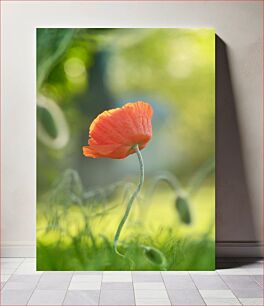 Πίνακας, Solitary Poppy in the Sunlight Μοναχική Παπαρούνα στο φως του ήλιου