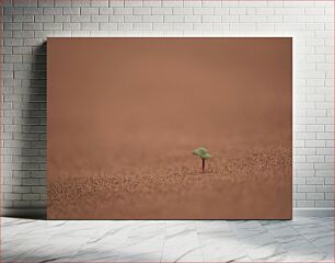 Πίνακας, Solitary Sprout in Desert Μοναχικό βλαστάρι στην έρημο