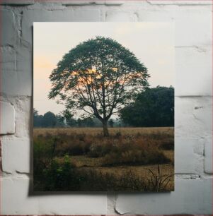 Πίνακας, Solitary Tree at Sunset Μοναχικό δέντρο στο ηλιοβασίλεμα