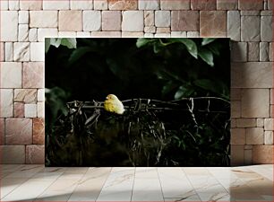 Πίνακας, Solitary Yellow Bird Μοναχικό κίτρινο πουλί