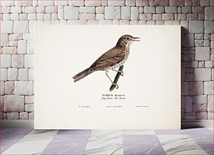 Πίνακας, Song thrush, 1828, Magnus Von Wright