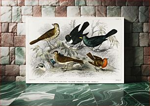 Πίνακας, Song Thrush, Ring Ouzel, Blackbird, Wheat Ear, Sky Lark, and Redbreast. A History of the Earth and Animated Nature (1820) by Oliver Goldsmith (1730-1774)