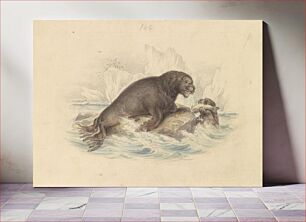 Πίνακας, South American Sea Lion