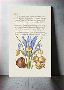 Πίνακας, Spanish Chestnut, English Iris, and European Filbert from Mira Calligraphiae Monumenta or The Model Book of Calligraphy (1561–1596) by Georg Bocskay and Joris Hoefnagel