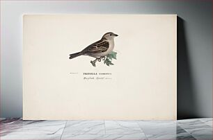 Πίνακας, Sparrow, female, 1828 - 1838, Wilhelm von Wright