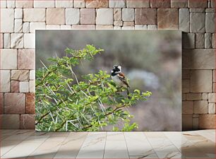 Πίνακας, Sparrow on a Thorny Branch Σπουργίτι σε ένα αγκάθινο κλαδί