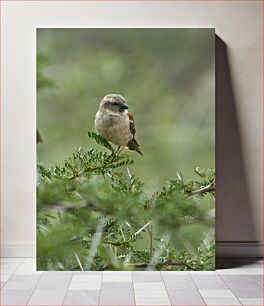 Πίνακας, Sparrow on a Tree Branch Σπουργίτι σε κλαδί δέντρου