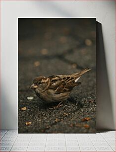 Πίνακας, Sparrow on the Ground Σπουργίτι στο έδαφος