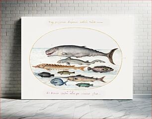 Πίνακας, Sperm Whale, Sturgeon, Shark and Other Fish (1575–1580) by Joris Hoefnagel