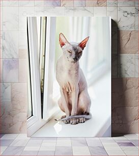 Πίνακας, Sphynx Cat by the Window Sphynx Cat by the Window