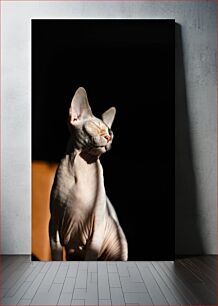 Πίνακας, Sphynx Cat in the Sunlight Γάτα Sphynx στο φως του ήλιου