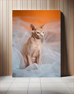 Πίνακας, Sphynx Cat on Orange Background Γάτα Sphynx σε πορτοκαλί φόντο