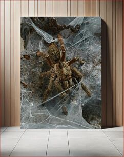 Πίνακας, Spider in Web Αράχνη στον Ιστό
