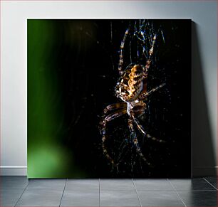 Πίνακας, Spider on a Web at Night Αράχνη σε έναν Ιστό τη νύχτα