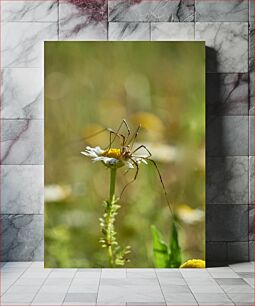 Πίνακας, Spider on Flower Αράχνη στο λουλούδι