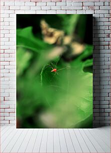 Πίνακας, Spider on Leaf Αράχνη στο φύλλο